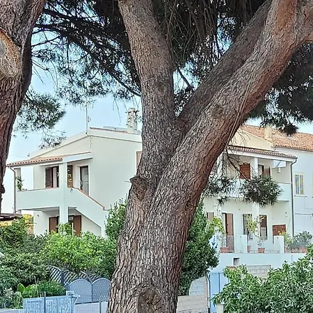 L'asfodelo La Maddalena (Sassari)