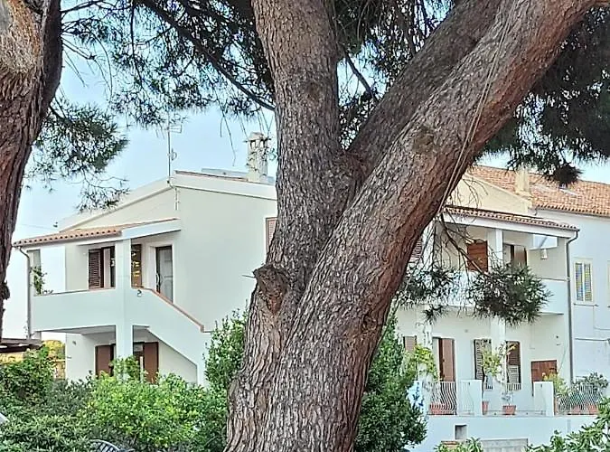 L'asfodelo La Maddalena (Sassari)